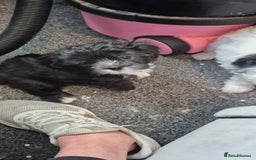 Maltipoo dogs for sale: shipoo puppies reduced READY NOW in Derby - Image 5