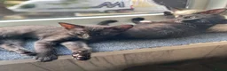 Mixed Breed cats for sale: 2 female kittens looking for loving home - Advert 14