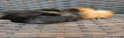Guinea Pig rodents for sale: Half Peruvian baby brothers  - Advert 9
