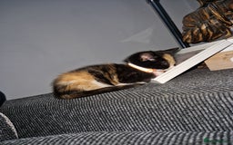 Mixed Breed cats for sale: Gorgeous calico kitten.. please read description  - Image 3