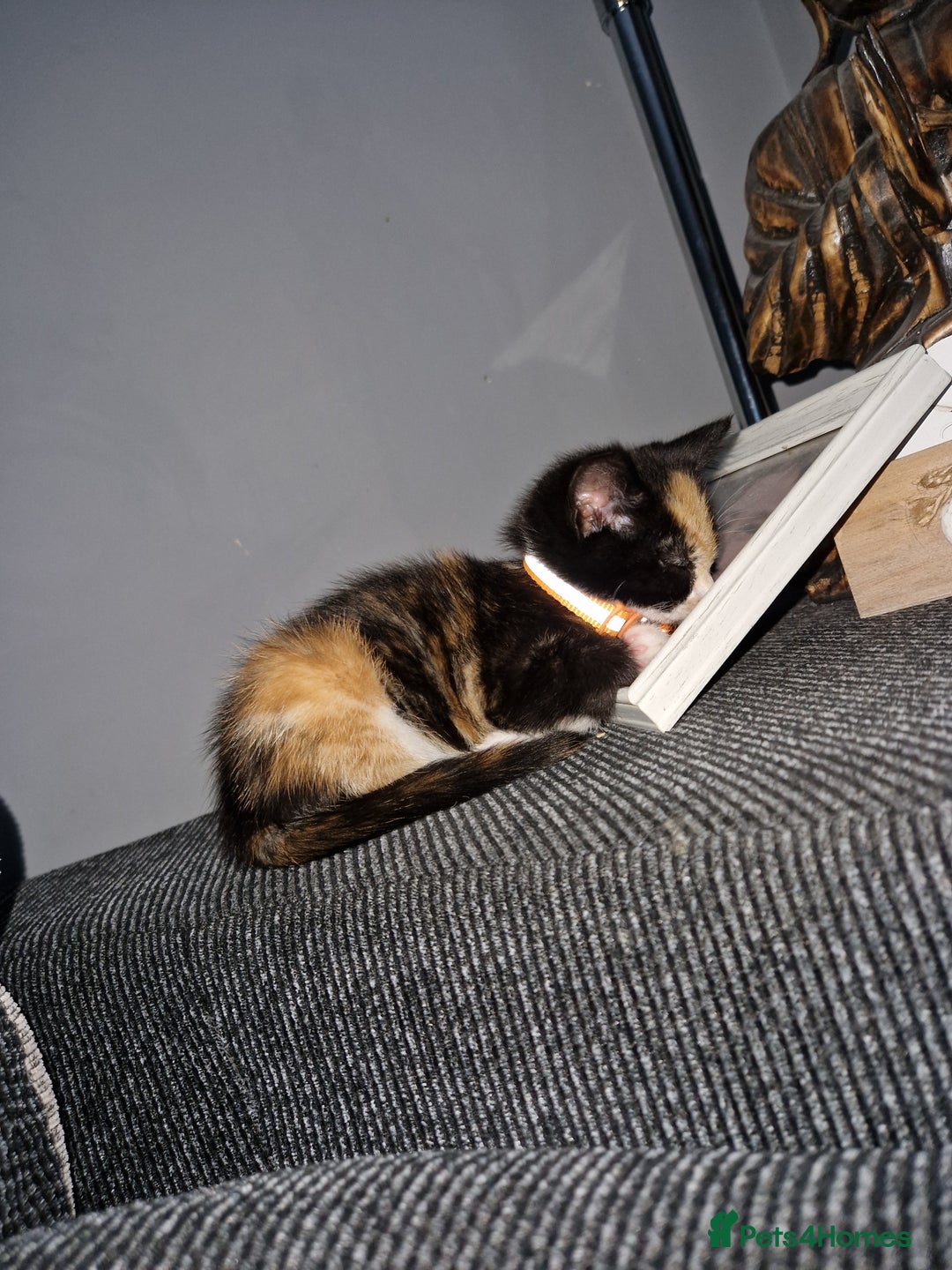 Mixed Breed cats for sale: Gorgeous calico kitten.. please read description  - Image 3