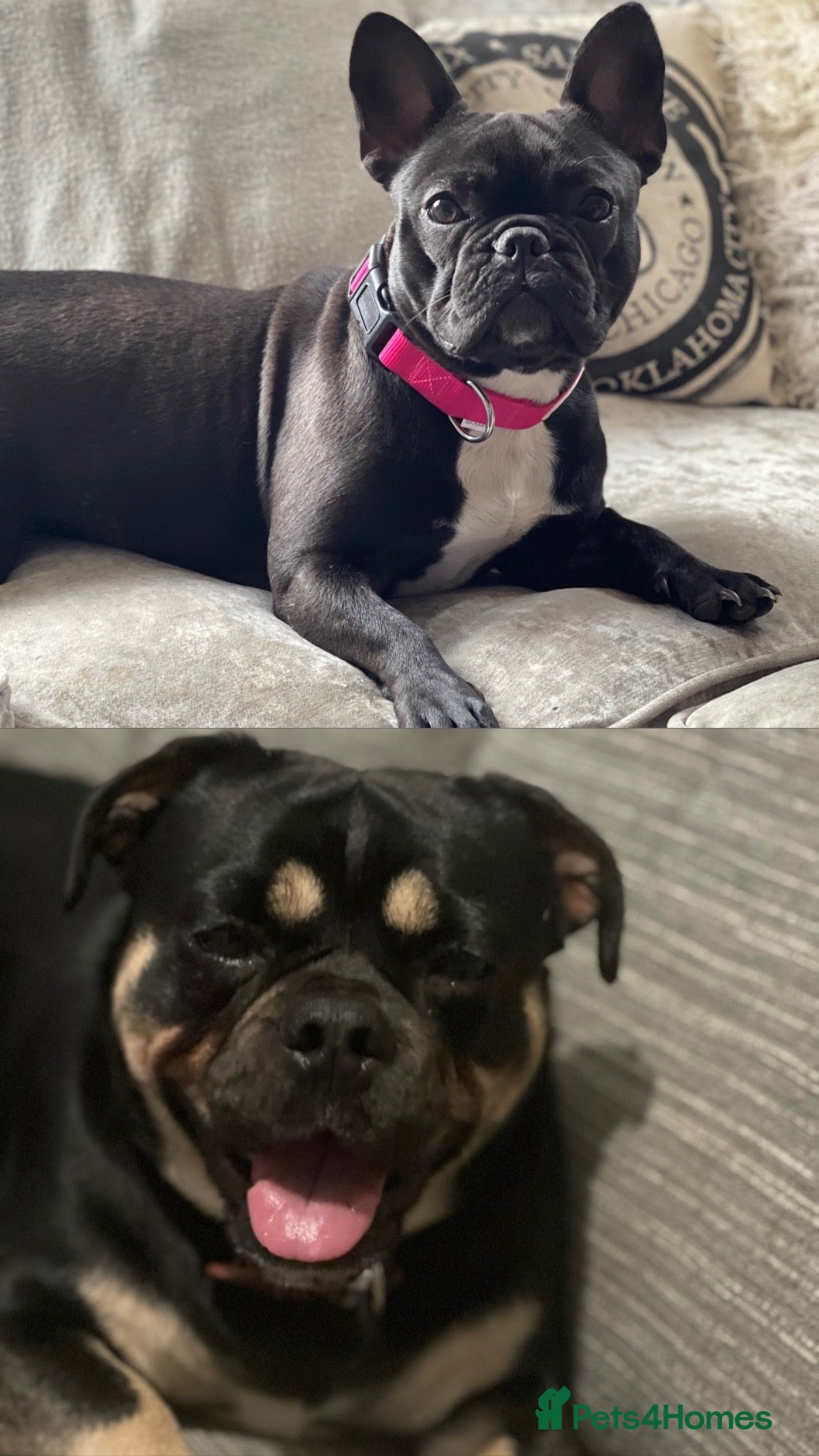 Mixed Breed dogs for sale: Indi & Lola looking for a new home - Advert 6