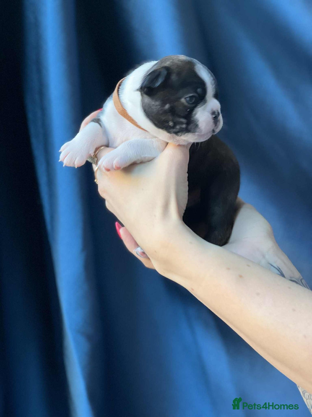 Boston Terrier dogs for sale: Boston terrier puppy - Image 8