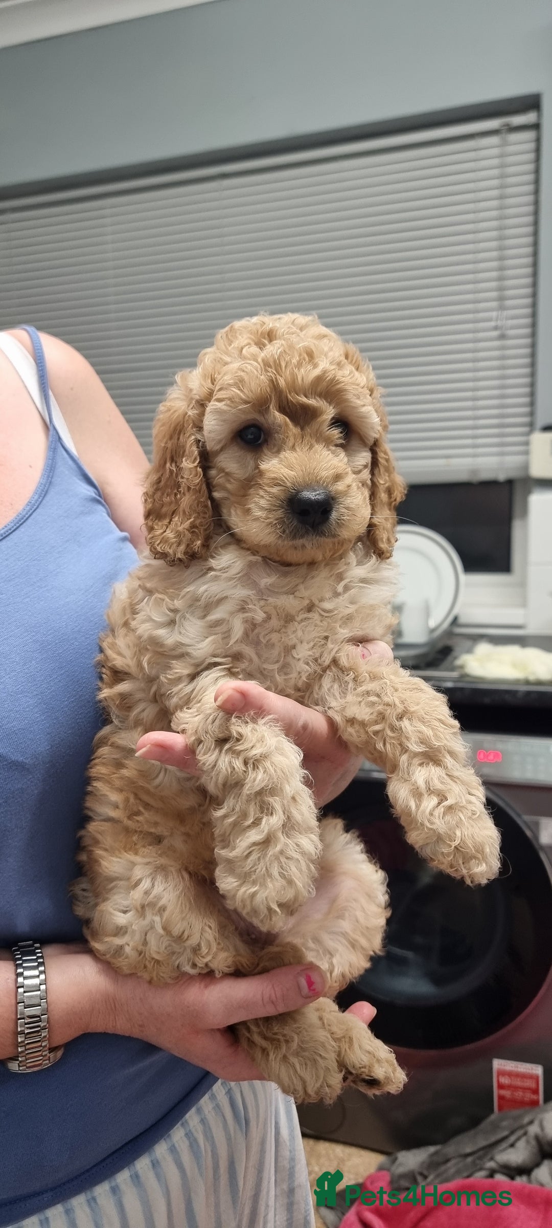 Cockapoo dogs for sale: 2 beautiful f2 Cockapoo puppies - Advert 3