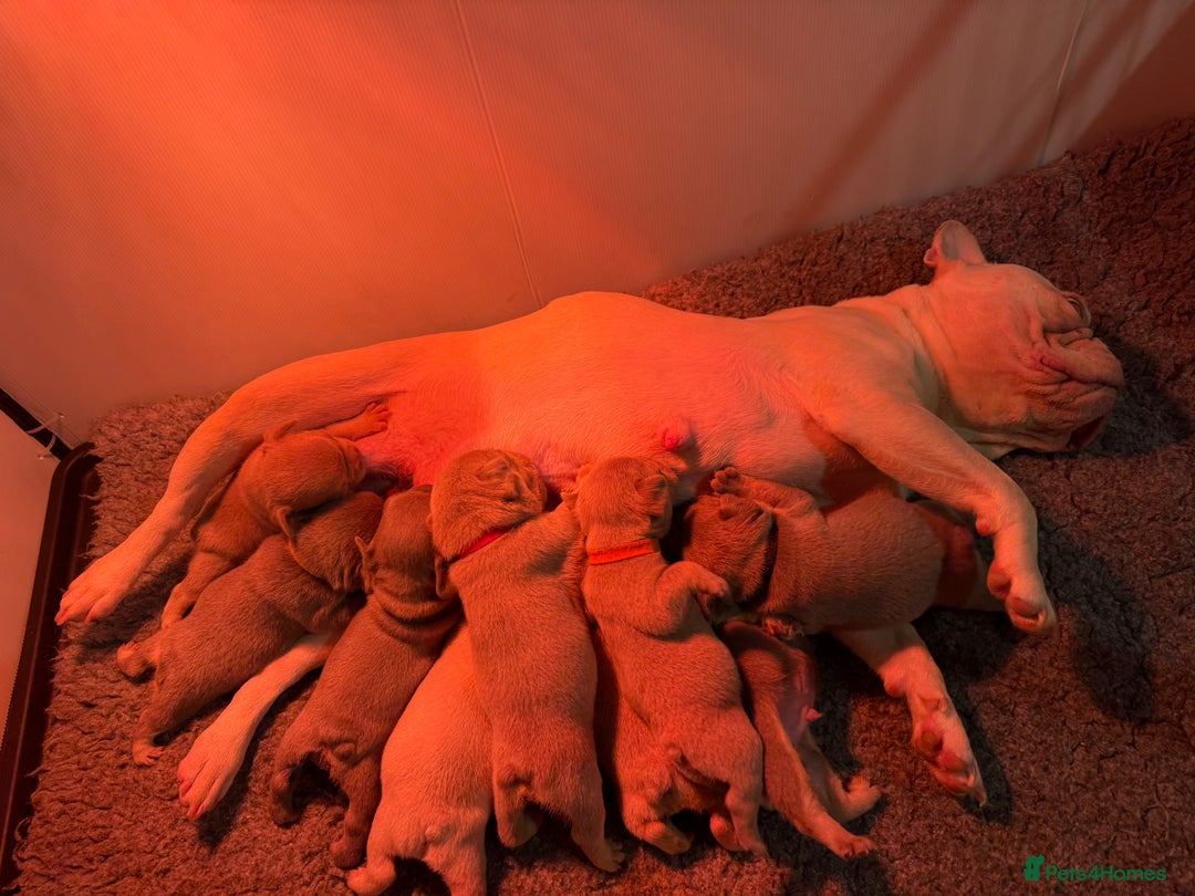 French Bulldog dogs for sale: French Bulldog Puppies  - Advert 24