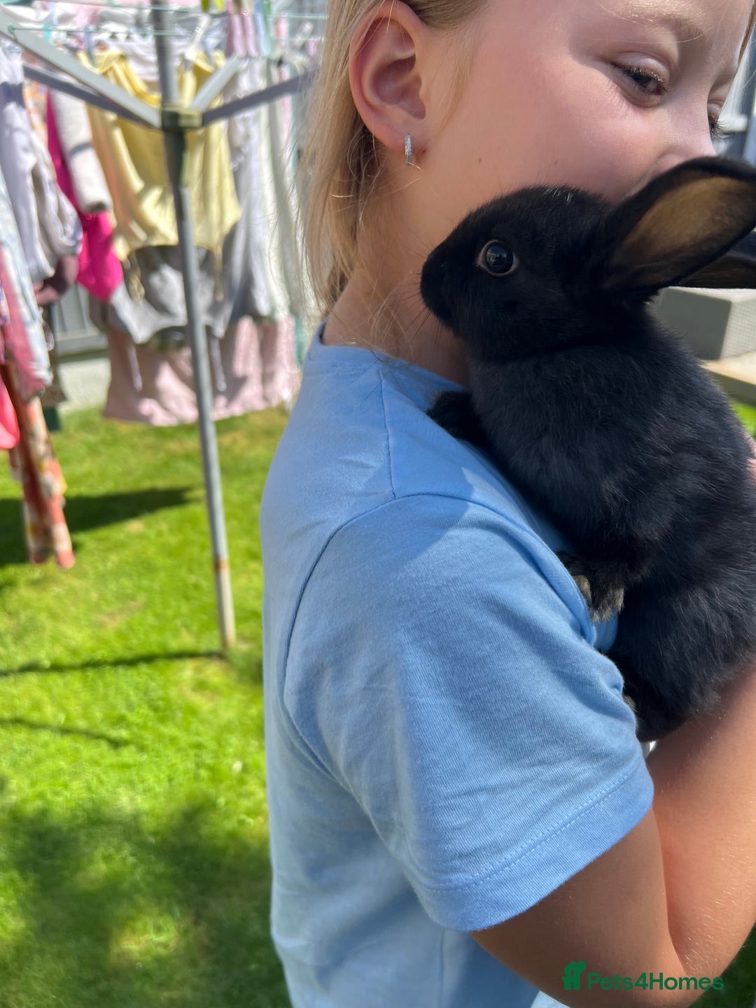 Mixed Breed rabbits for sale: Ready 3 beautiful lion head/English spot bunny’s  - Image 10