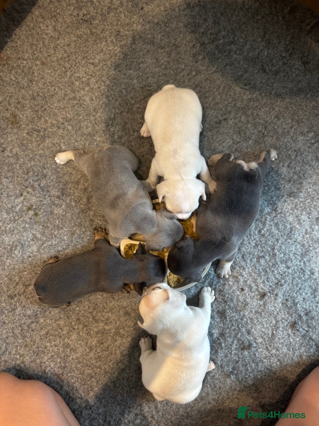 French Bulldog dogs for sale: 2 Male and 2 Female French Bulldogs - Image 22