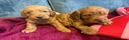 Cockapoo dogs for sale: Beautiful F1 cockapoo’s  in Brigg - Advert 7
