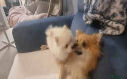 Pomeranian dogs for sale: 3 male Pomeranian puppies, 1 cream, 2 cream sable. - Image 8