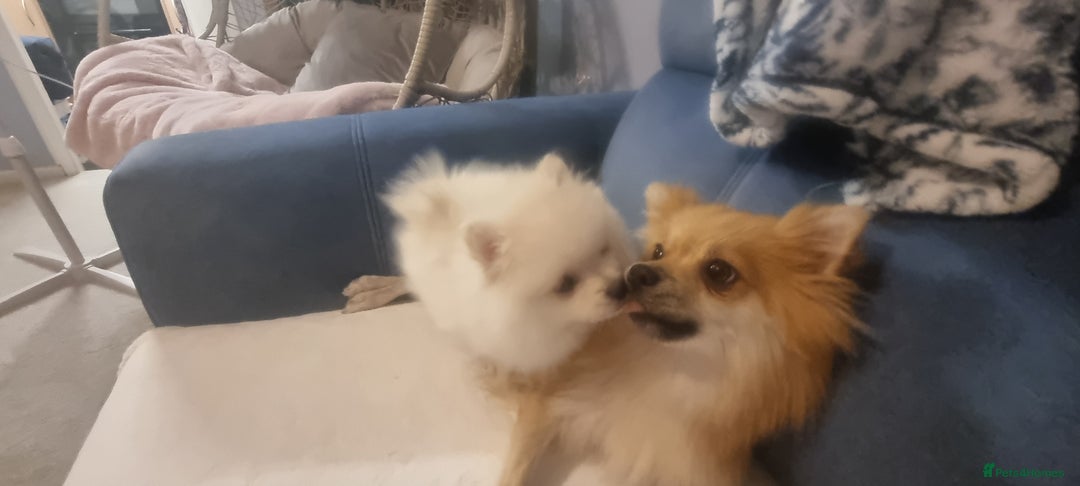 Pomeranian dogs for sale: 3 male Pomeranian puppies, 1 cream, 2 cream sable. - Image 8