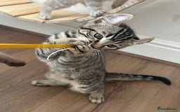 Keetso cats for sale: Reduced Ready now Last 1, Rare Jungle Curl Kittens in Portsmouth - Image 20