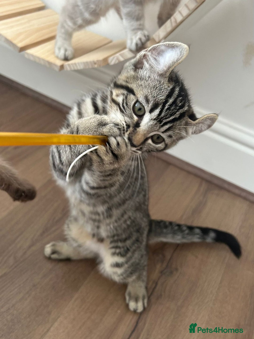 Keetso cats for sale: Reduced Ready now Last 1, Rare Jungle Curl Kittens in Portsmouth - Image 20
