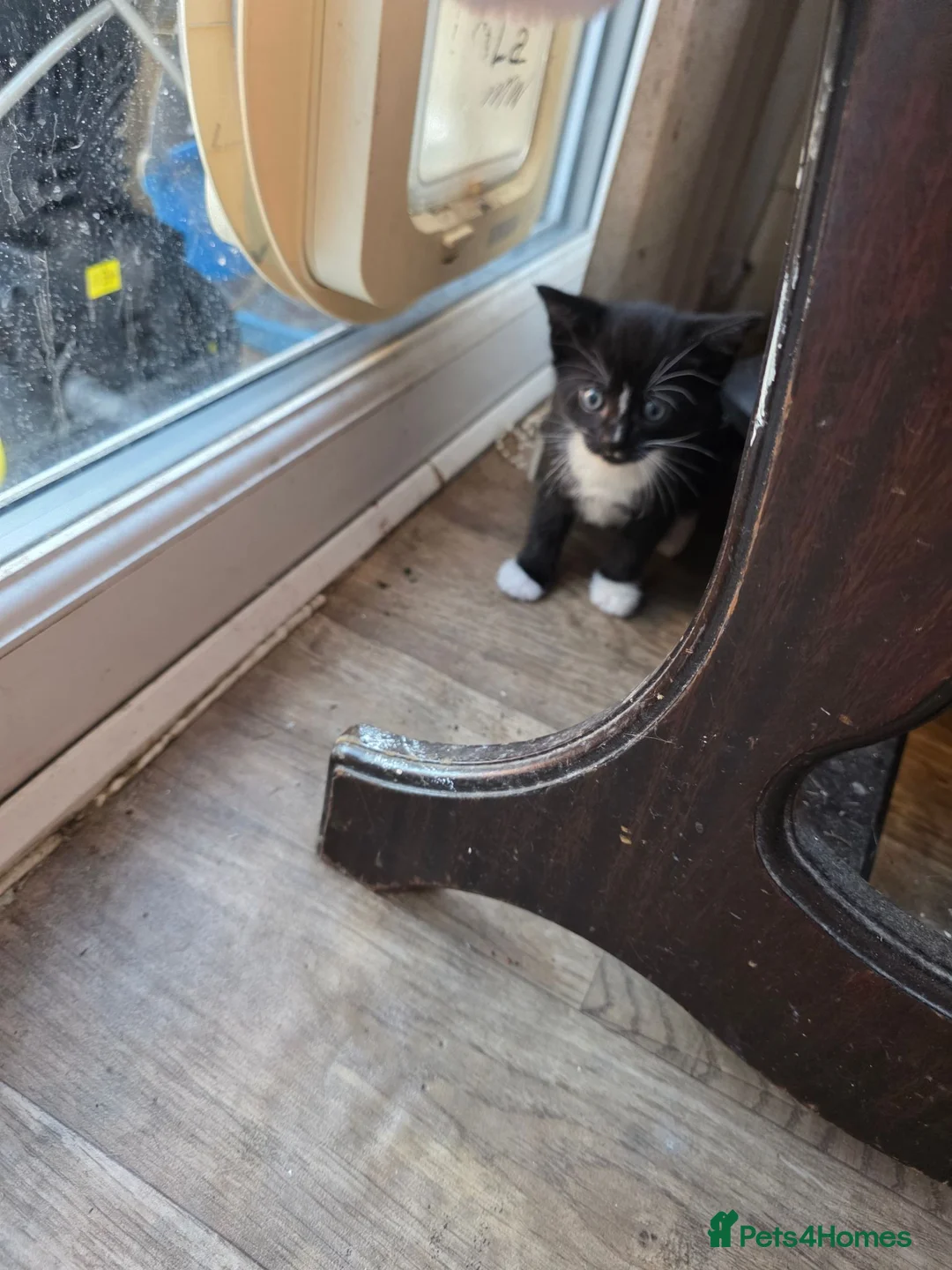Mixed Breed cats for sale: Two kittens (boys) in Bognor Regis - Advert 2