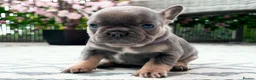 French Bulldog dogs for sale: French bulldog kc 5 gen - Advert 13