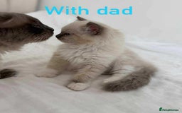 Ragdoll cats for sale: Ragdoll kitten - Image 1