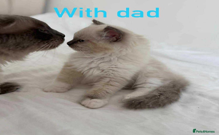 Ragdoll cats - Advert 3