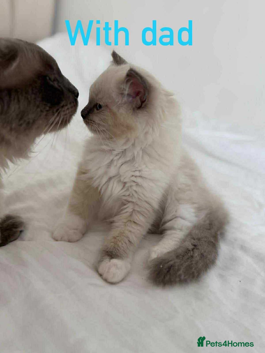 Ragdoll cats for sale: Ragdoll kitten - Image 1