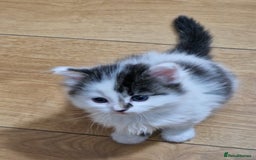 Mixed Breed cats for sale: Rare Norwegian Forest ×Ragdoll Kitten - Image 21