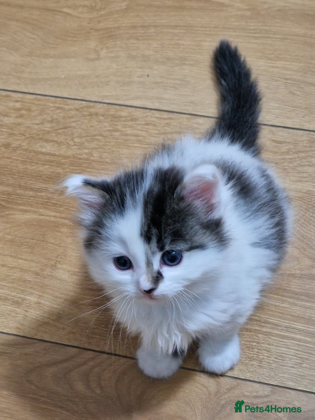 Mixed Breed cats for sale: Rare Norwegian Forest ×Ragdoll Kitten - Image 21