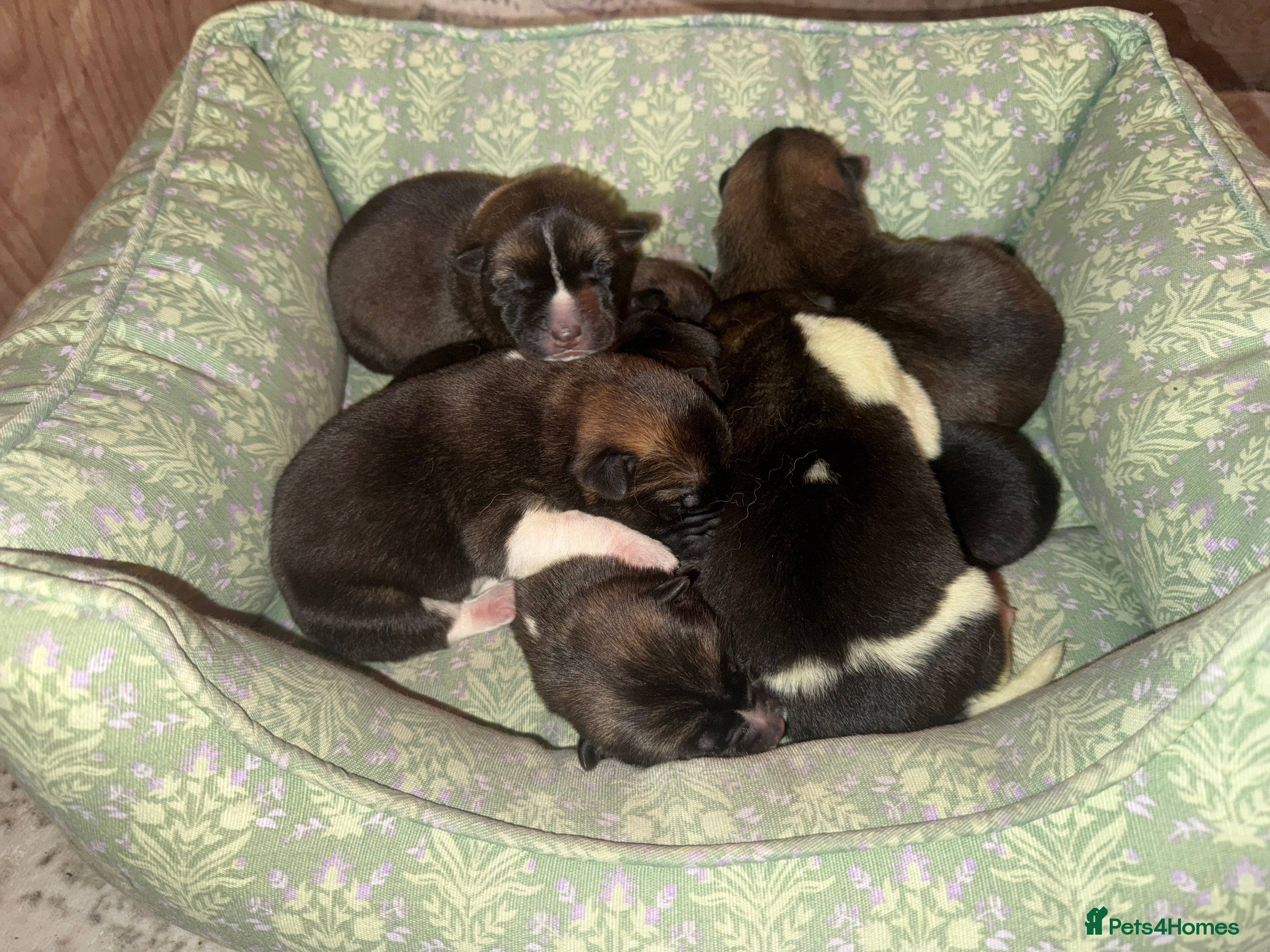 Akita dogs 🐶🐾🐶🐾 Beautiful Kc reg Akita puppies 🐾🐶 - Advert 1