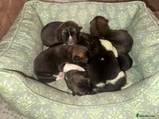 Akita dogs 🐶🐾🐶🐾 Beautiful Kc reg Akita puppies 🐾🐶 - Advert 1