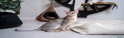 Abyssinian cats for sale: Super Cuddling Boy Champion Line 🏆 Silver Black - Advert 28