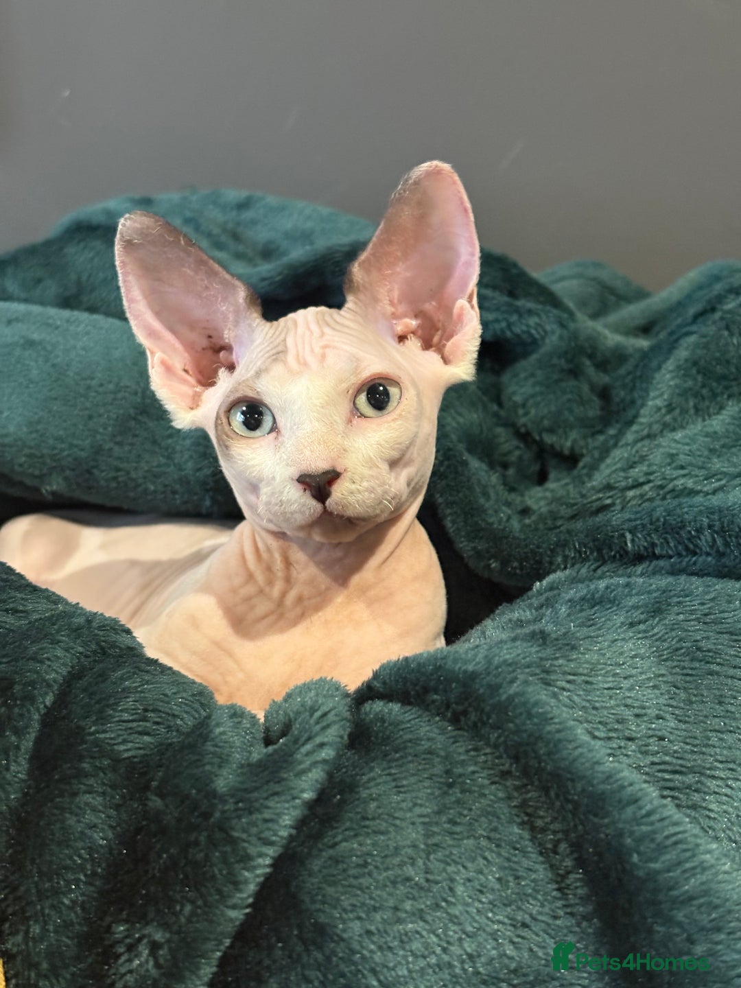 Sphynx cats for sale: Female sphynx cat 5 months old - Advert 7