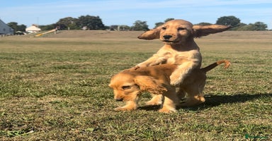 Cocker Spaniel dogs - Advert 2