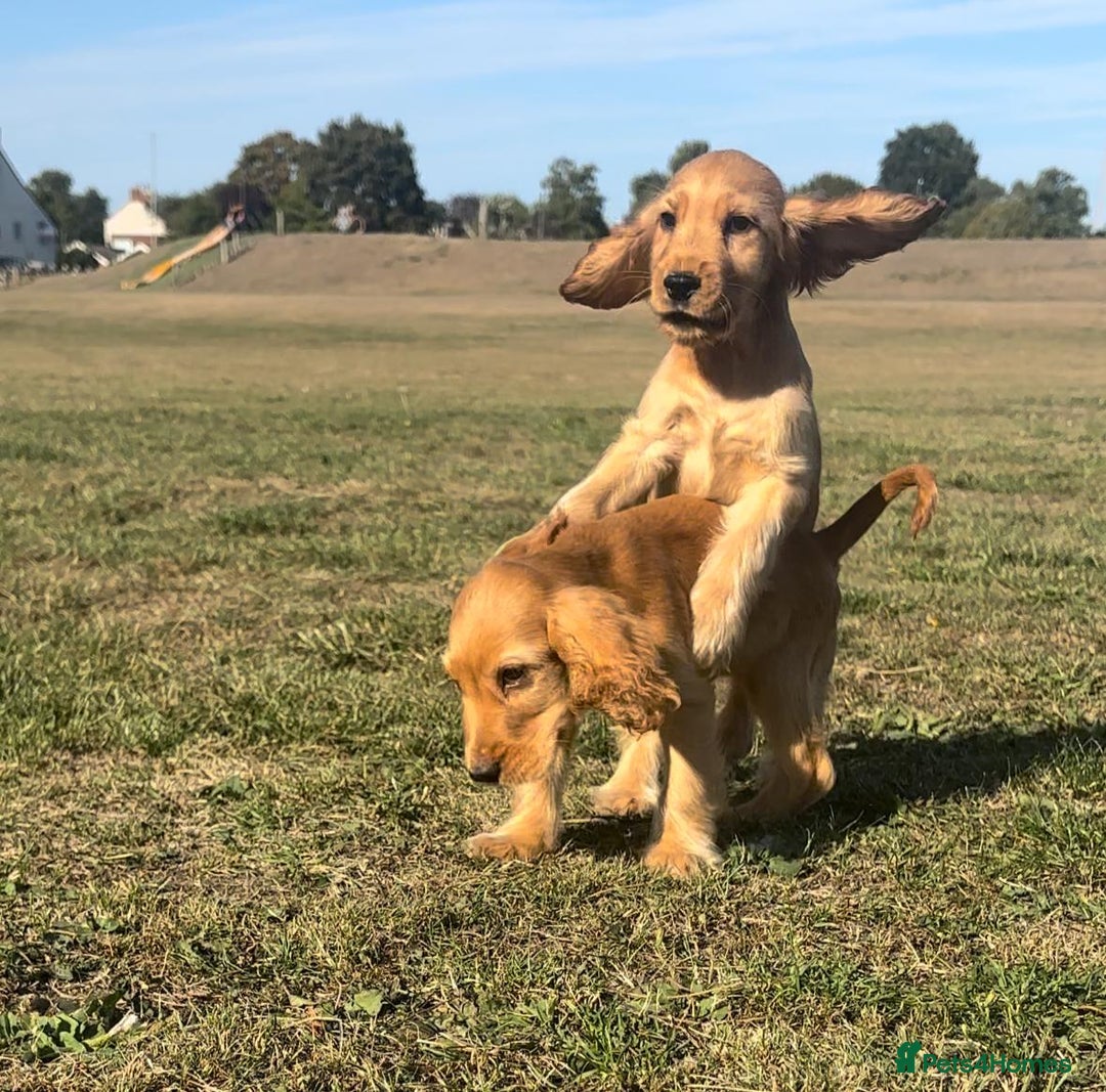 Cocker Spaniel dogs for sale: Cocker spaniel puppies for sale  - Image 3