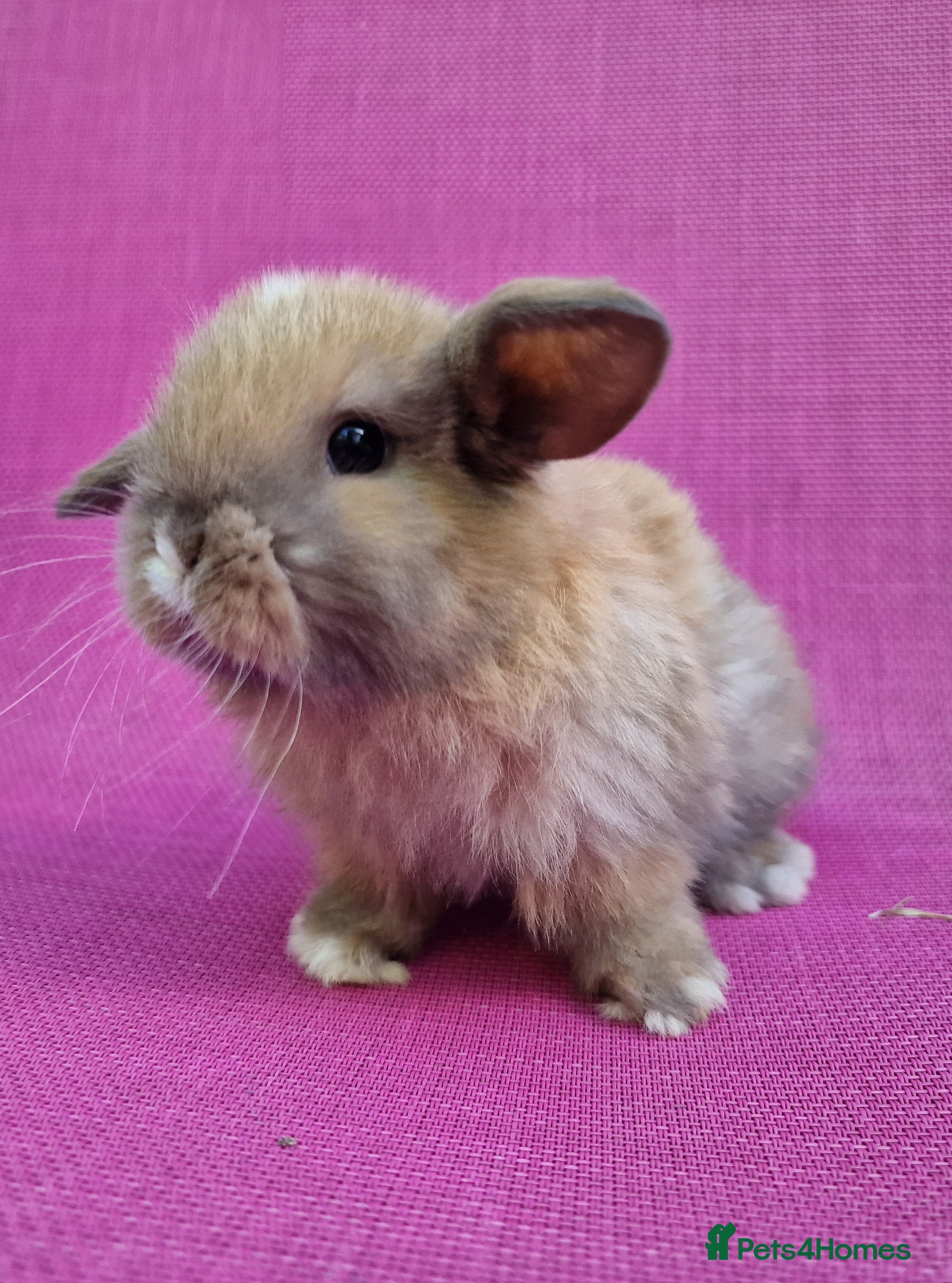 Mini Lop rabbits Mini lop babies - Advert 7