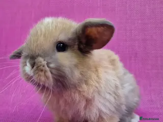 Mini Lop rabbits Mini lop babies - Advert 7