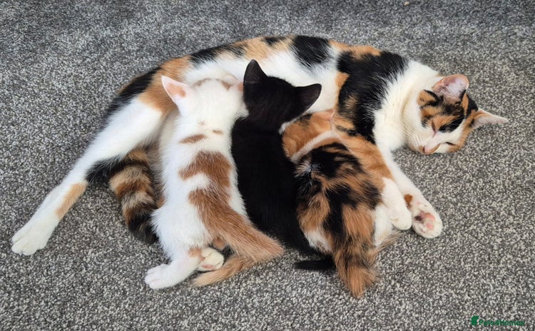 Domestic Shorthair cats 3 x kittens looking for their forever homes - Advert 10