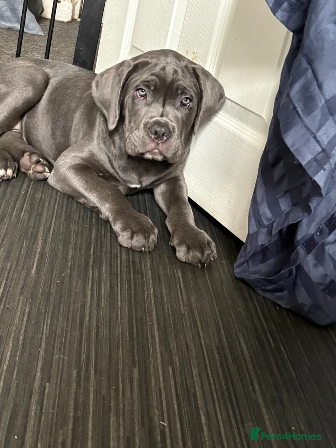 Cane Corso dogs for sale: 16 week old cane corso  in Dukinfield - Advert 4