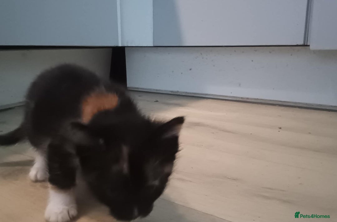 Mixed Breed cats for sale: 4 kittens looking for a forever home  - Advert 7