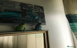 Budgerigars birds for sale: 2 budgies and cage - Image 2