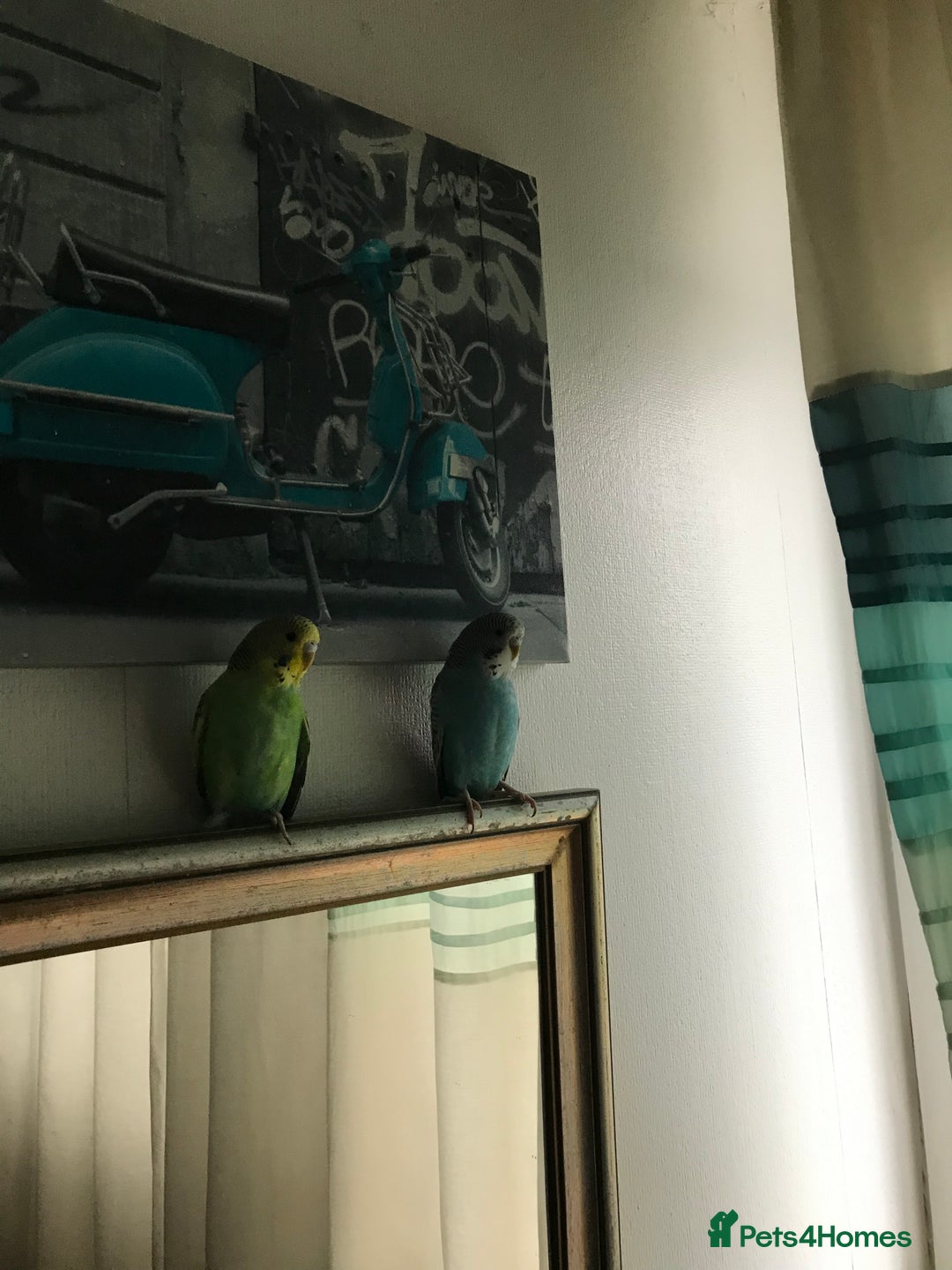 Budgerigars birds for sale: 2 budgies and cage - Image 2