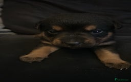 Mixed Breed dogs for sale: german shepard x old tyme bulldog  - Image 8