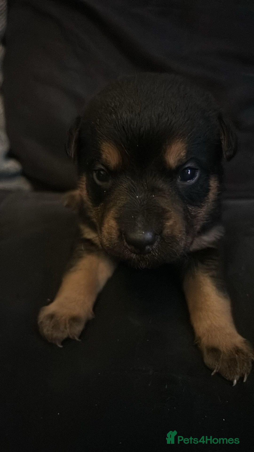 Mixed Breed dogs for sale: german shepard x old tyme bulldog  - Image 8