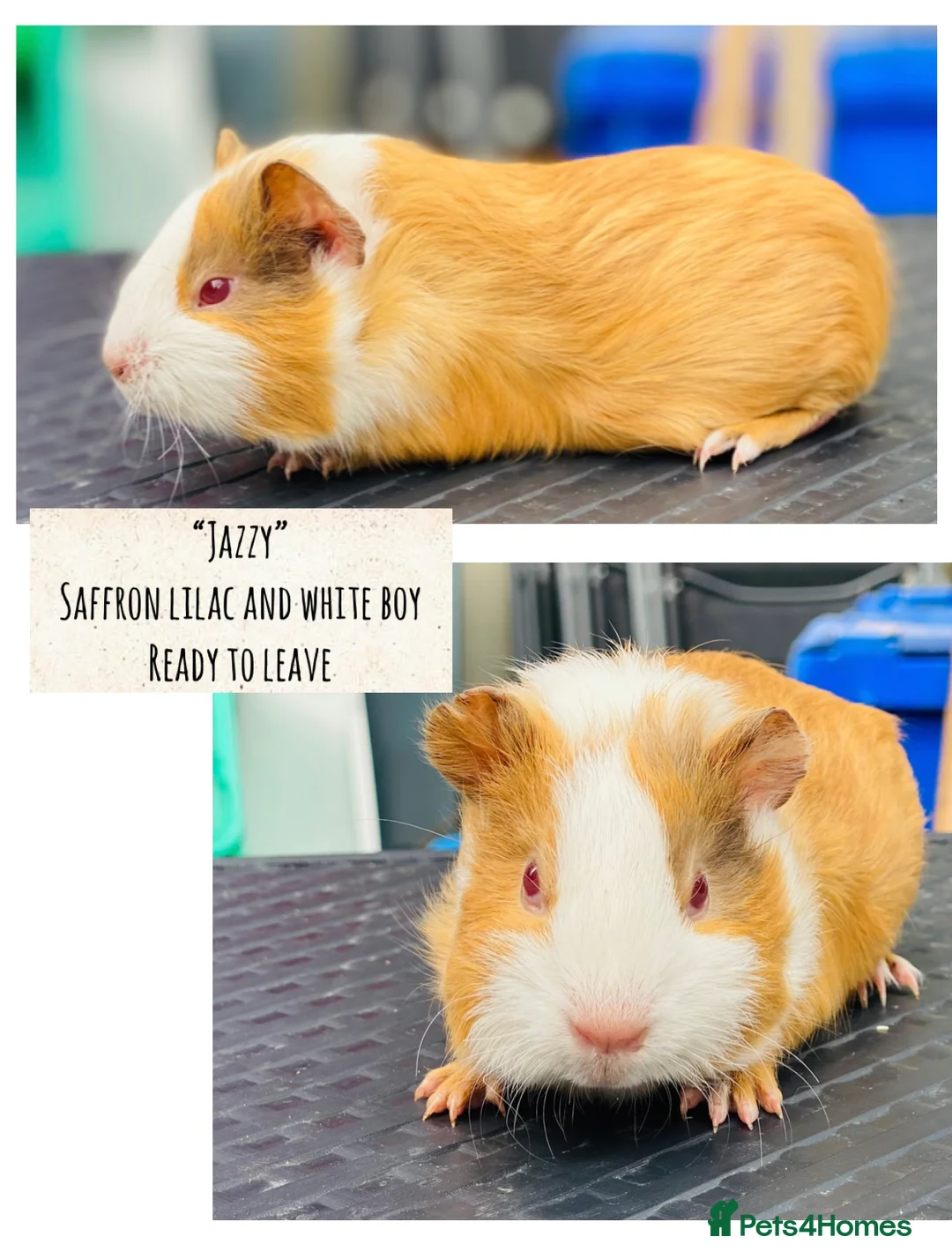 Guinea Pig rodents for sale: Mix of baby boy Guineapigs available to reserve  - Advert 9