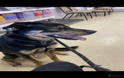 Mixed Breed dogs for sale: Hunter - Image 5