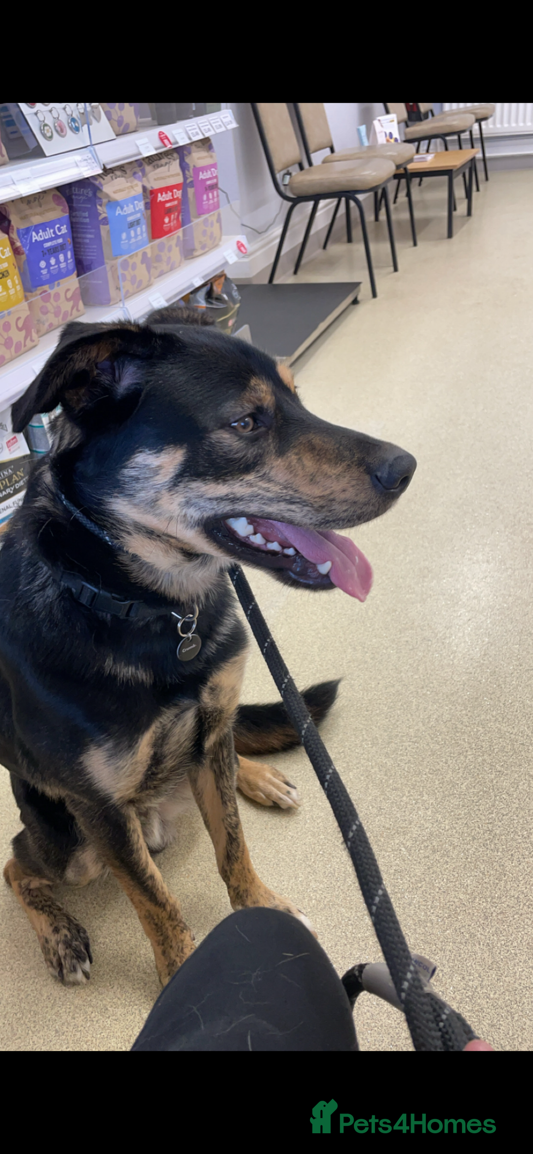 Mixed Breed dogs for sale: Hunter - Image 5