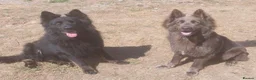German Shepherd dogs for sale: KC health tested black & blue german shepherds - Advert 3