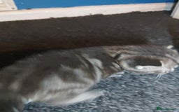 Mixed Breed cats for sale: 4 beautiful kittens - Image 20