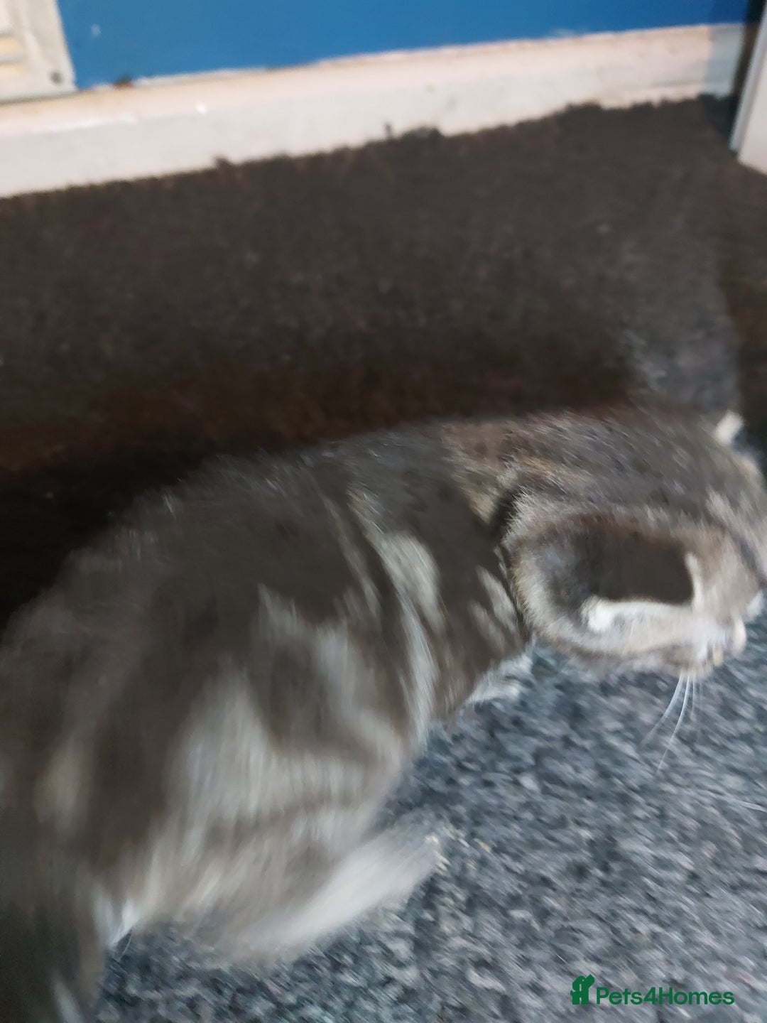 Mixed Breed cats for sale: 4 beautiful kittens - Image 20