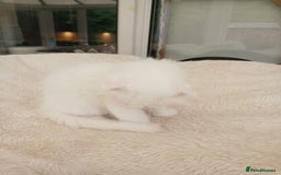 Scottish Fold cats for sale: Scottish folds with hearts of gold - Image 14