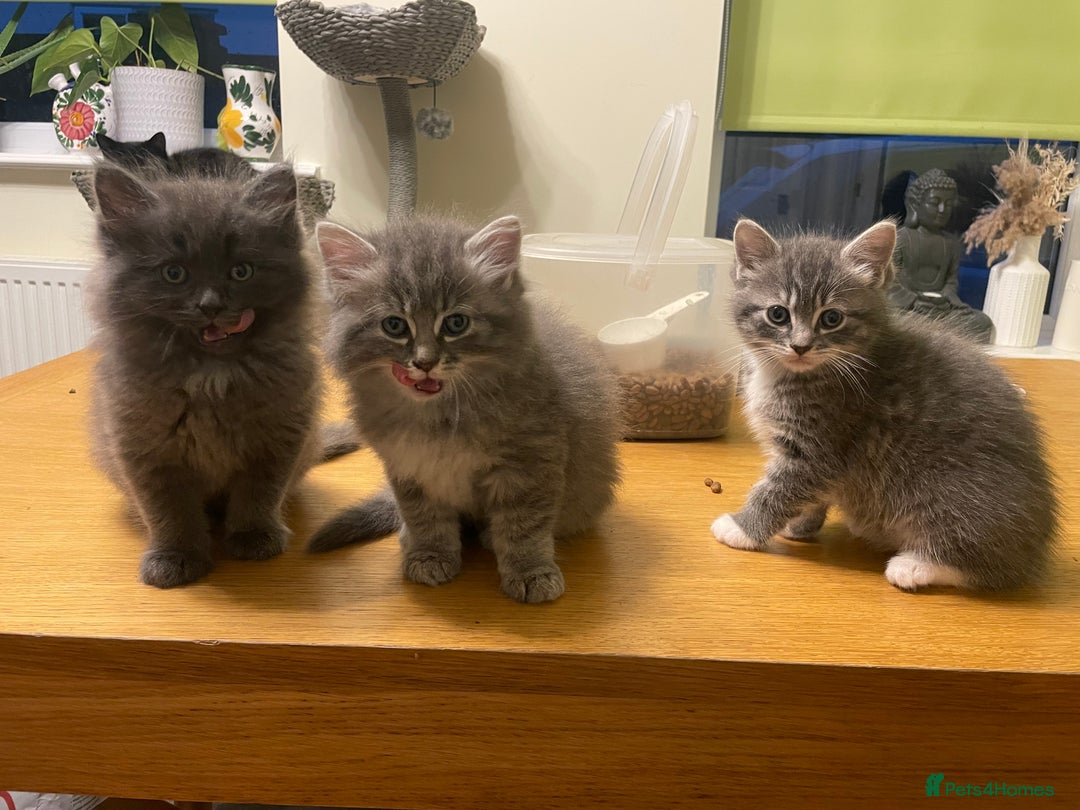 Ragdoll cats for sale: Ragdoll cross kittens  - Image 1