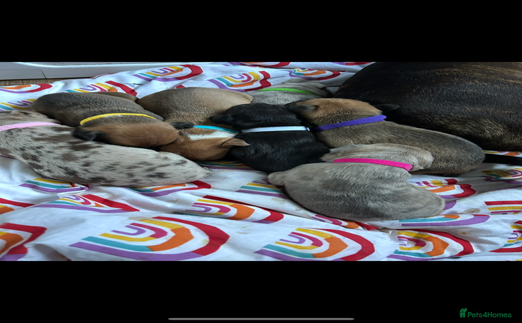 Mixed Breed dogs Beautiful pups  - Advert 4