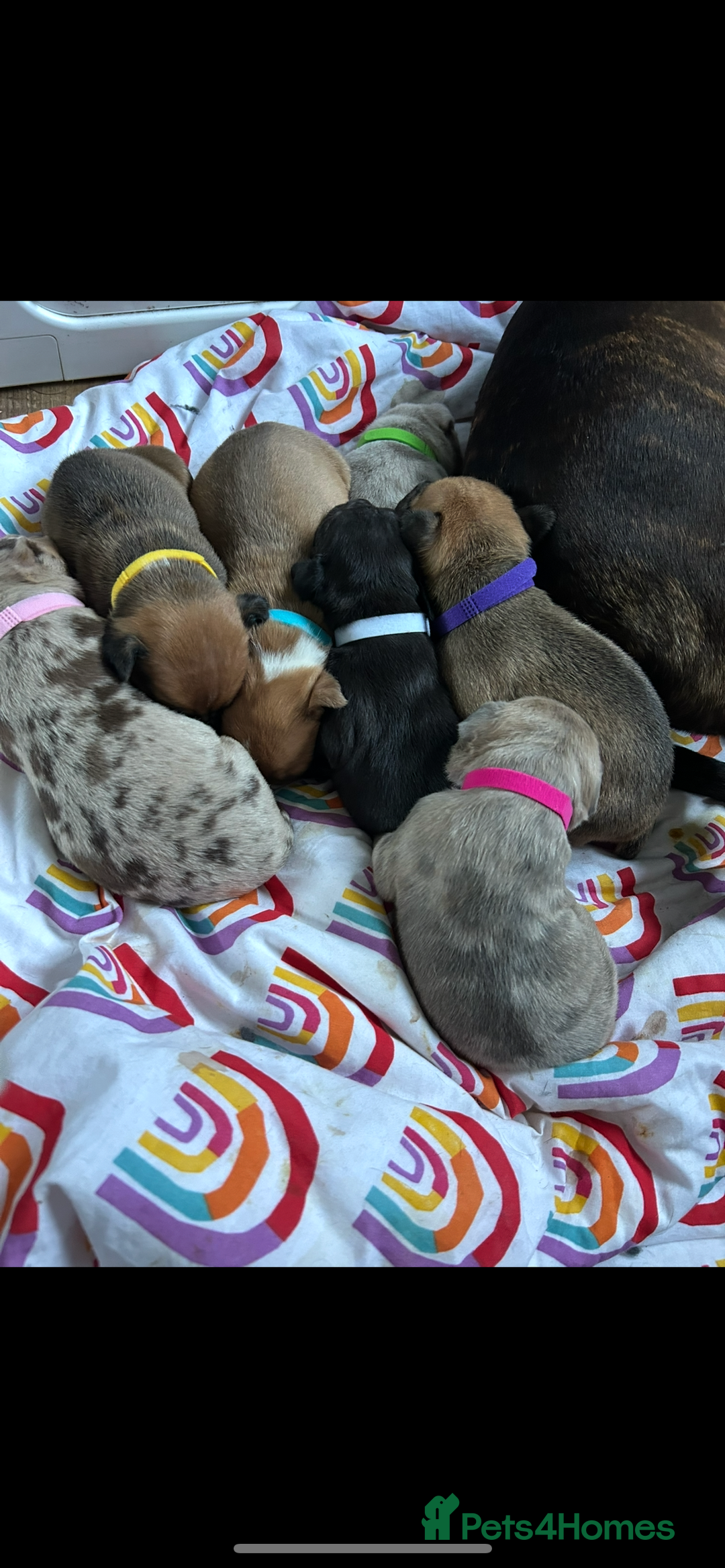 Mixed Breed dogs for sale: Beautiful pups  - Advert 3