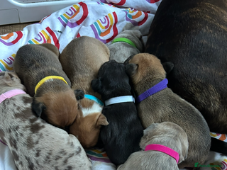 Mixed Breed dogs Beautiful pups - Advert 4