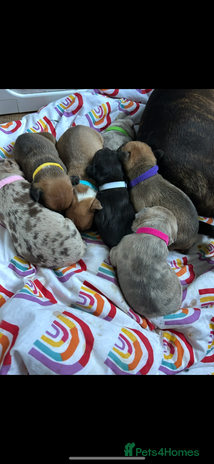 Mixed Breed dogs Beautiful pups - Advert 4